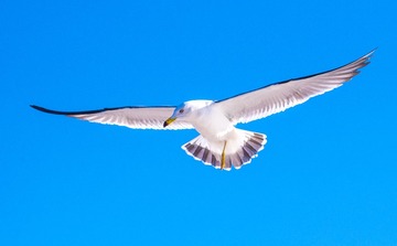CYF_2623