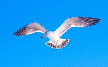 CYF_2622