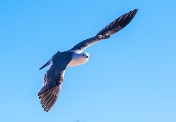 CYF_2685