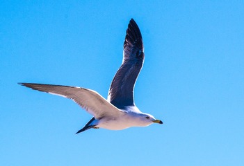 CYF_2684