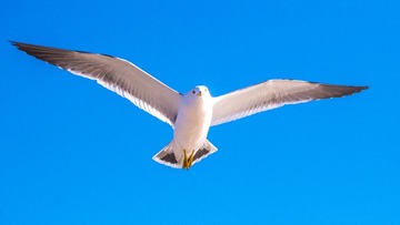 CYF_2909