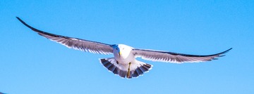 CYF_2652