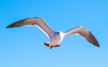 CYF_2875