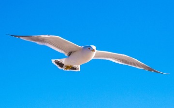 CYF_2879