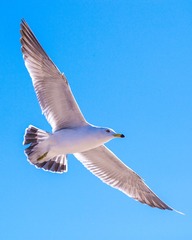 CYF_2934