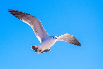 CYF_2930
