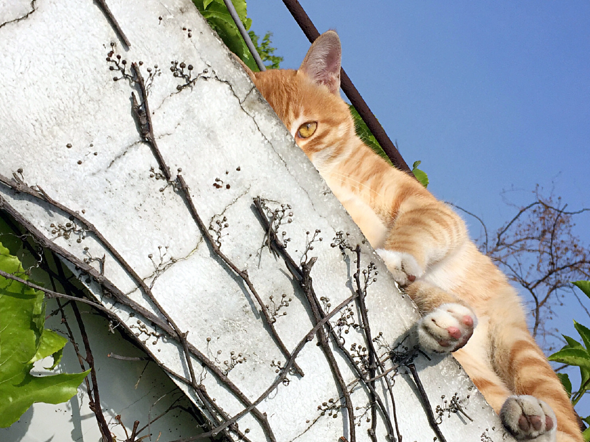 天台上来了一只好吃猫! - 手机, 抓拍, 孩子·宠