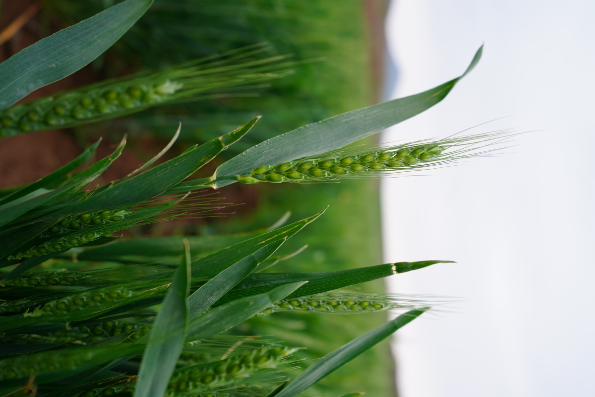 麦田青青,好收成