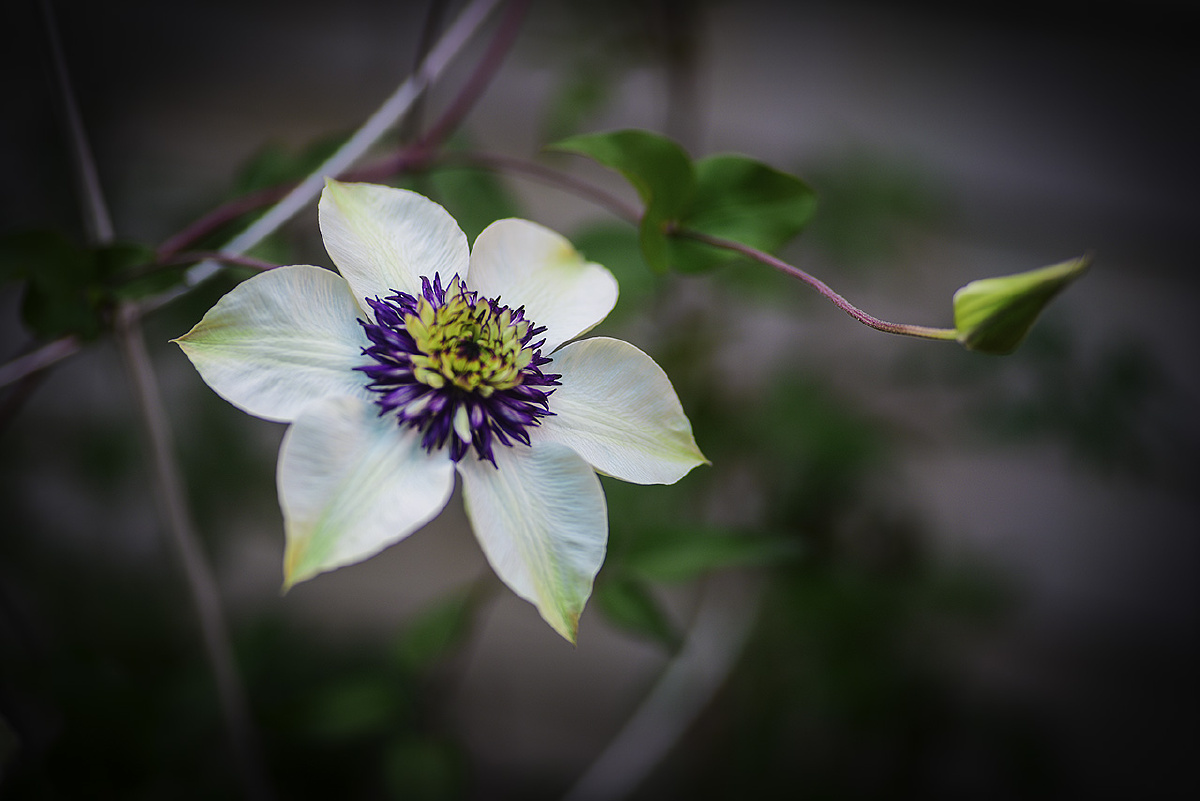 春天花会开我的蓝雪花铁线莲幻紫