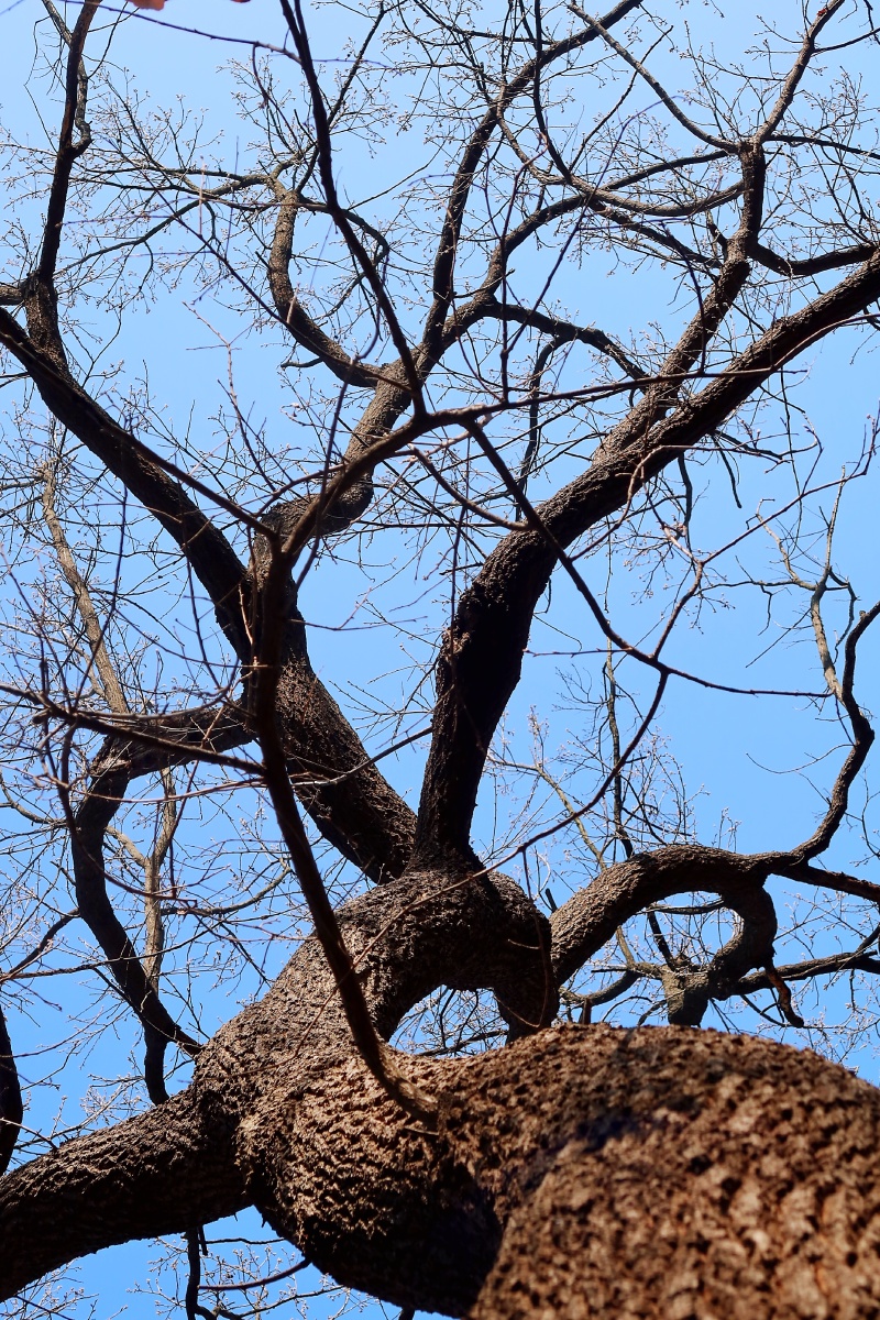 初春的老树