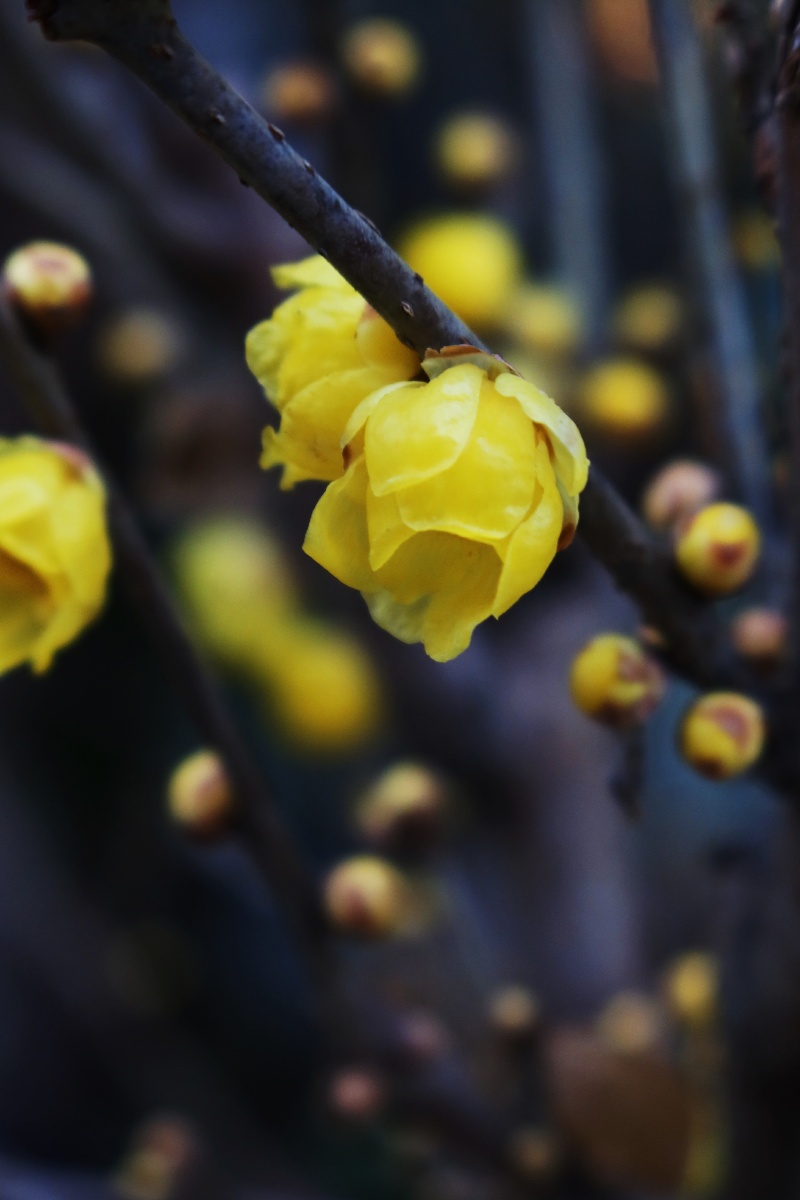 磬口梅又称檀香梅