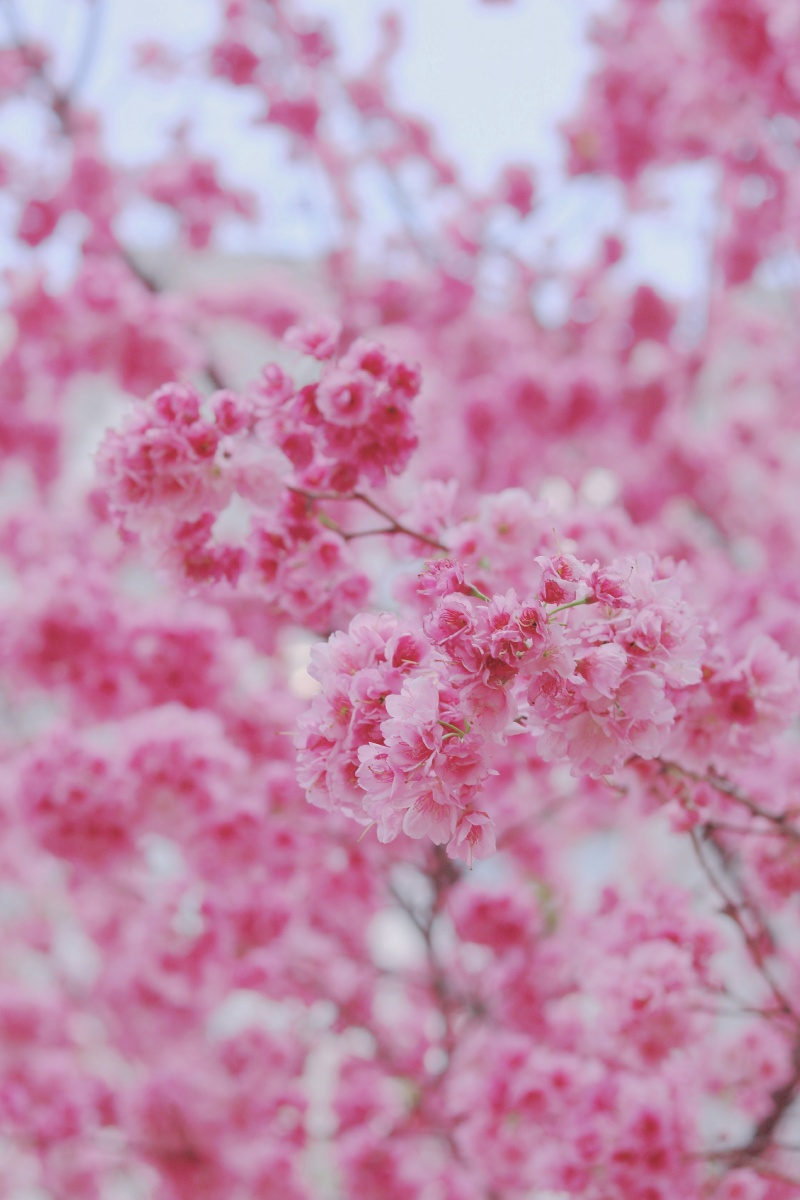 粉色的春天拍下的照片记录的都是风景和心情