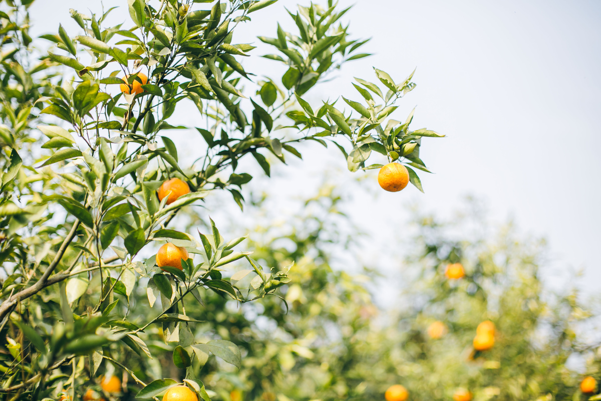 橘子林里樱花树下