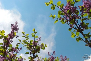 北京歲月館 － 20100423 11