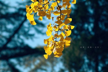 故夢，西風，光年 5