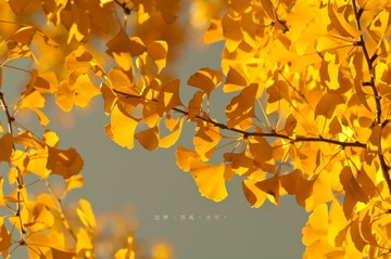故夢，西風，光年 8