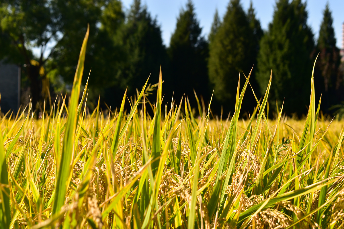 北坞公园的稻子熟了