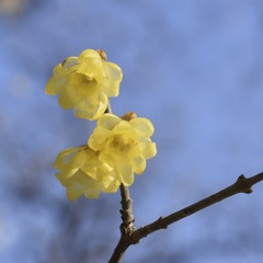 DSC_0243_1