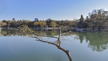 镜像未名湖1