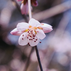 DSC_0370-1