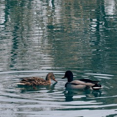 DSC_0241-1-2