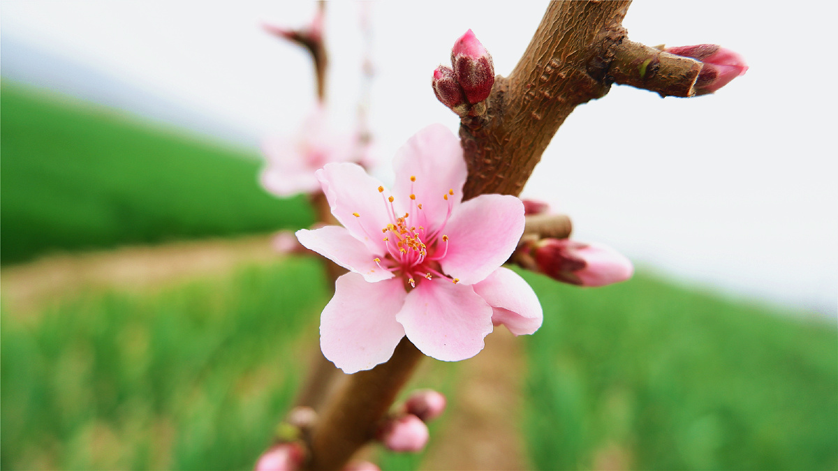 六瓣桃花烟花三月邂逅春天最美的遇见