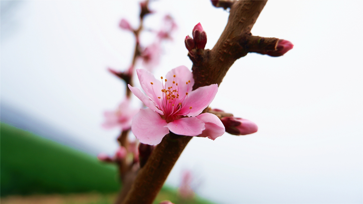 六瓣桃花烟花三月邂逅春天最美的遇见