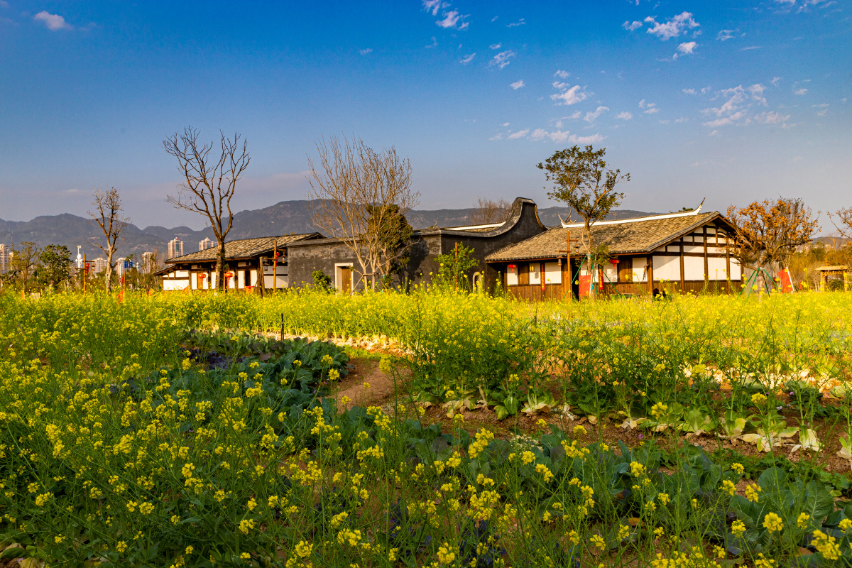 福州梁厝历史文化街区油菜花盛开 - jhfuzhou - 图虫