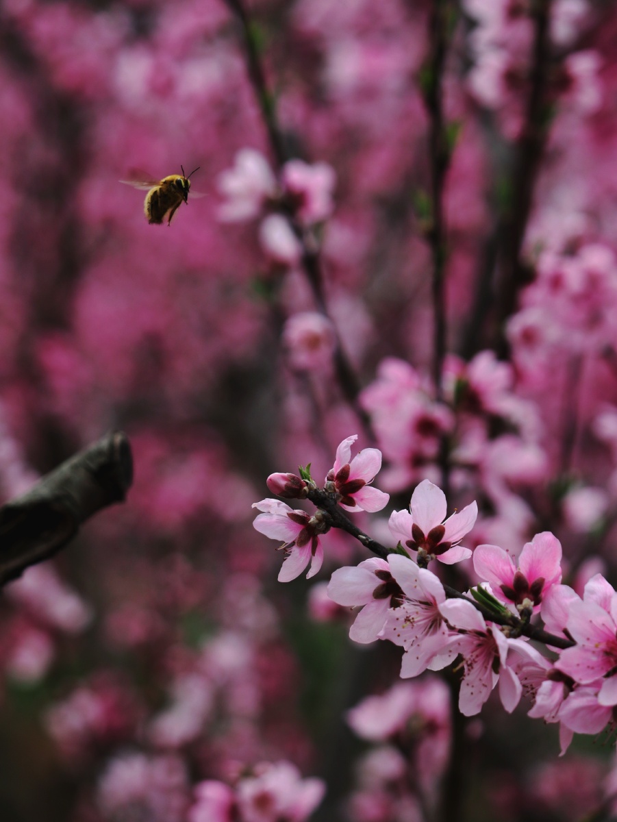 陕西商洛丹凤桃花谷