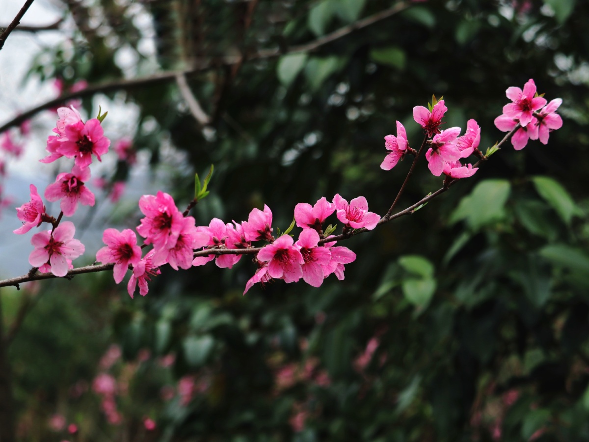 陕西商洛丹凤桃花谷