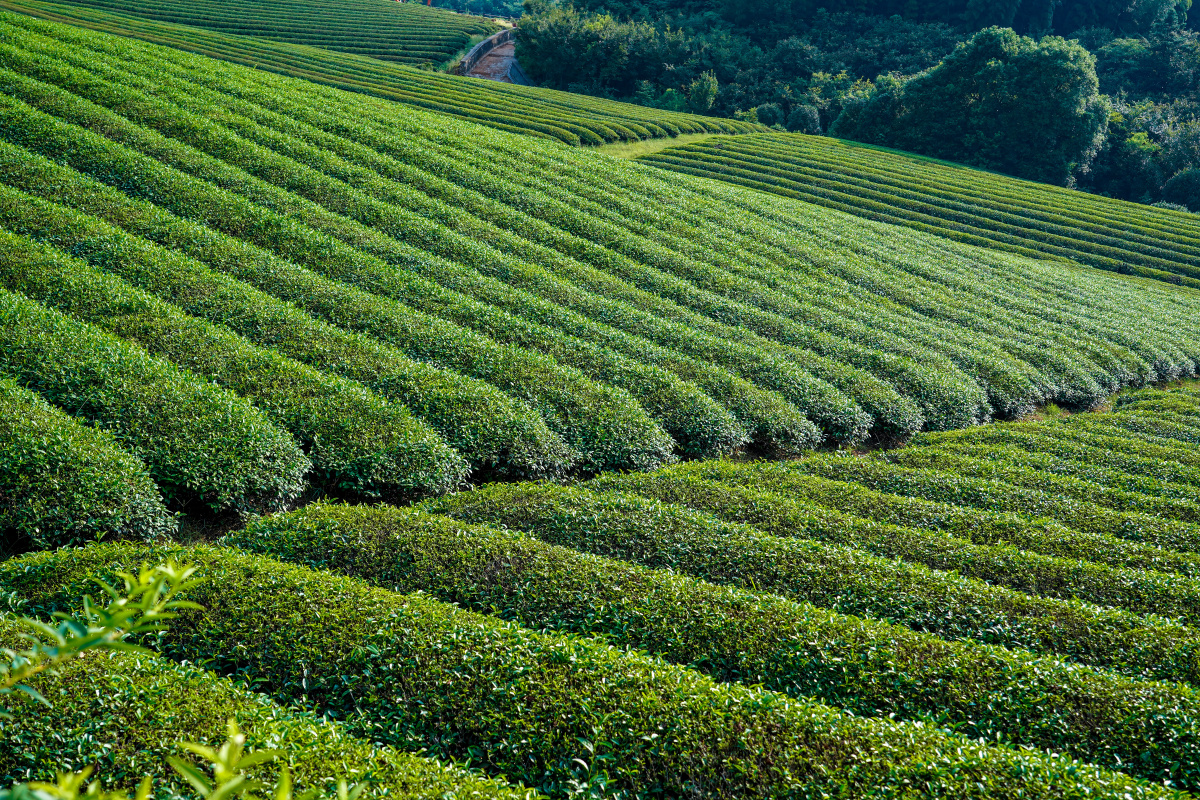 一亩茶田 - maxwell田正春 - 图虫