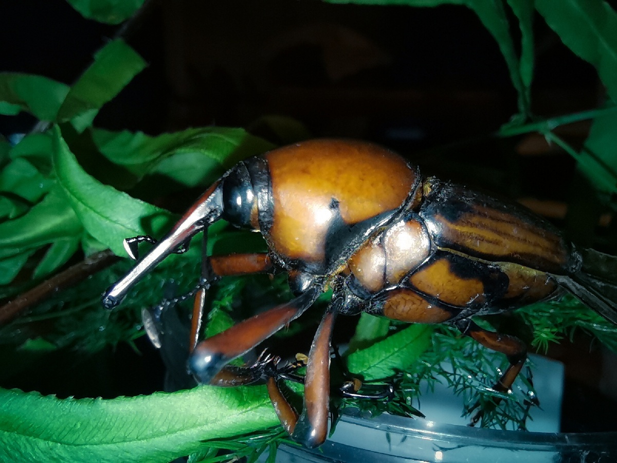 山路上捡回来的查了一下学名竹象鼻虫记得有人叫它笋子虫竹产区的害虫