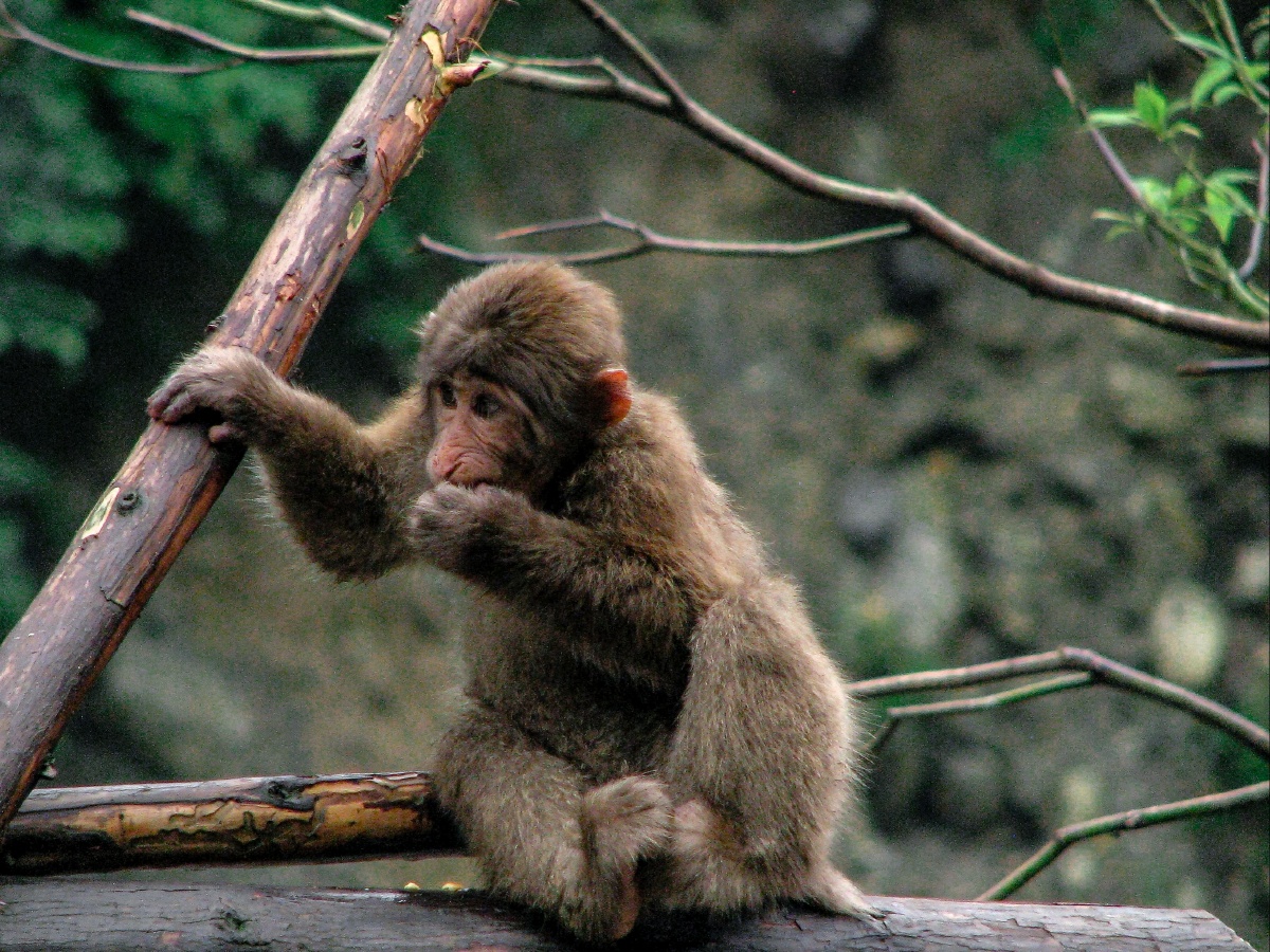 回龙沟徒步路遇冒雨下沟觅食的藏酋猴拖家带口的实属不易完全没有峨眉