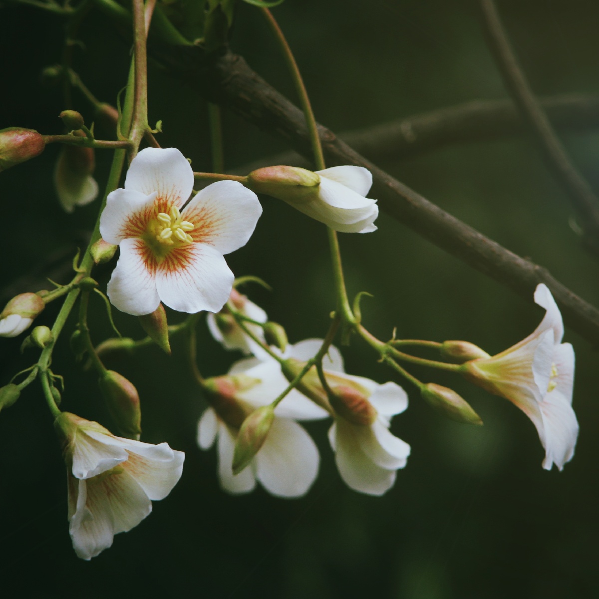 四月天的山野邂逅桐花方能体会到桐花万里丹山路雏凤清于老凤声的意境