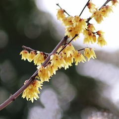 184021