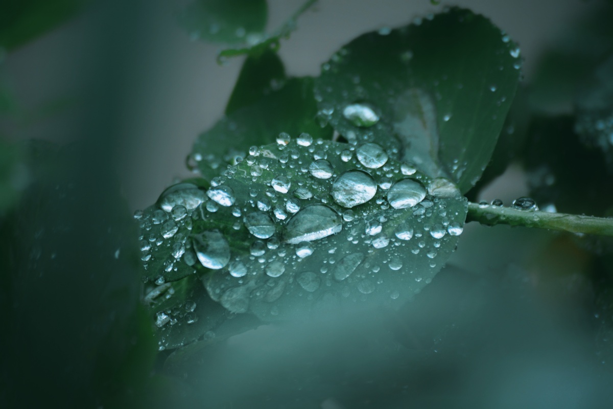 细雨无声润万物