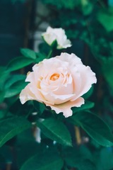 菊花20
