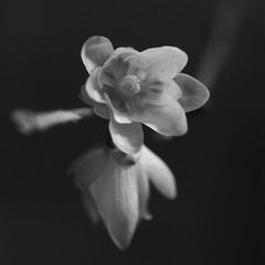 _IGP5263-1
