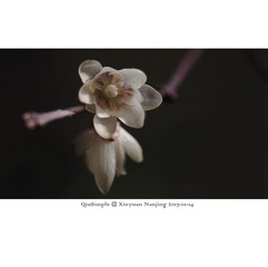 _IGP5258-1