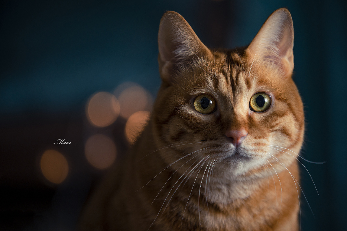 新鲜绝美图虫圈子一周精选第5期