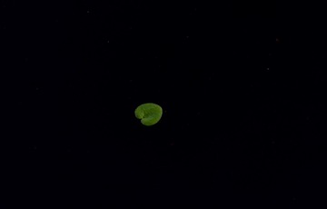 1000011099