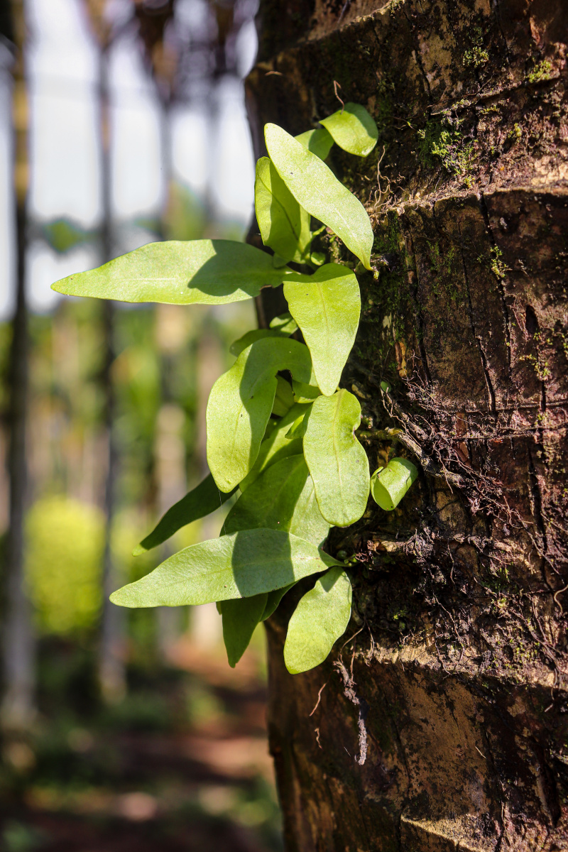 长在椰子树上的攀缘植物