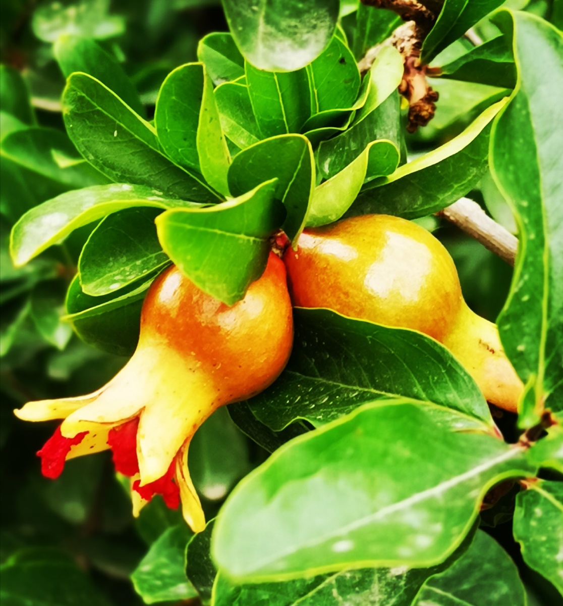 硕果累累 - 室静兰香 - 图虫