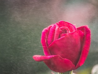 15530