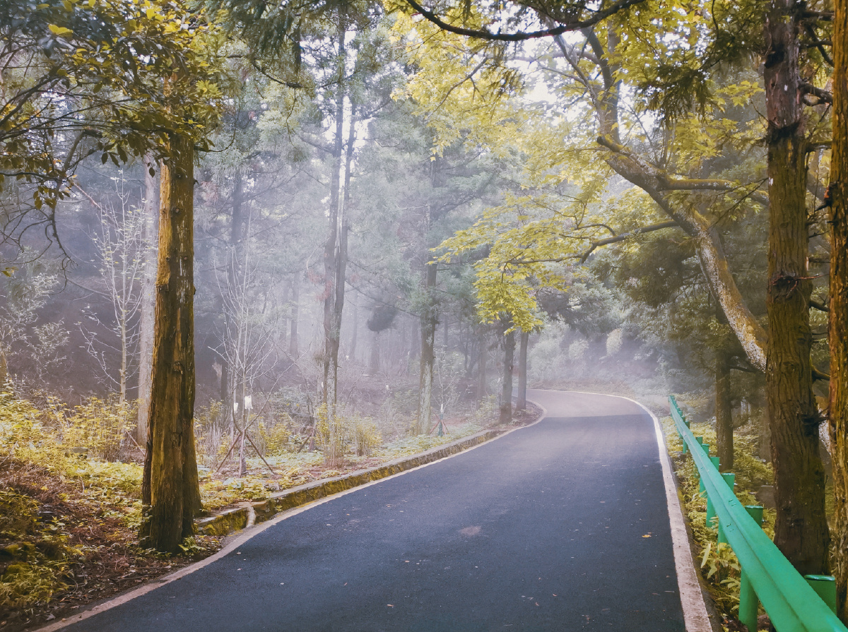 南岳登山路上,树木间流淌着薄雾