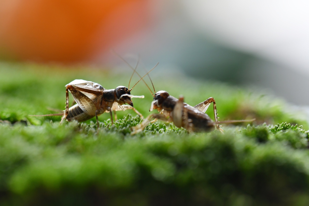 蛐蛐系列之一蛐蛐是蟋蟀科昆虫专指喜欢斗架的蟋蟀也叫中华蟋蟀中华斗