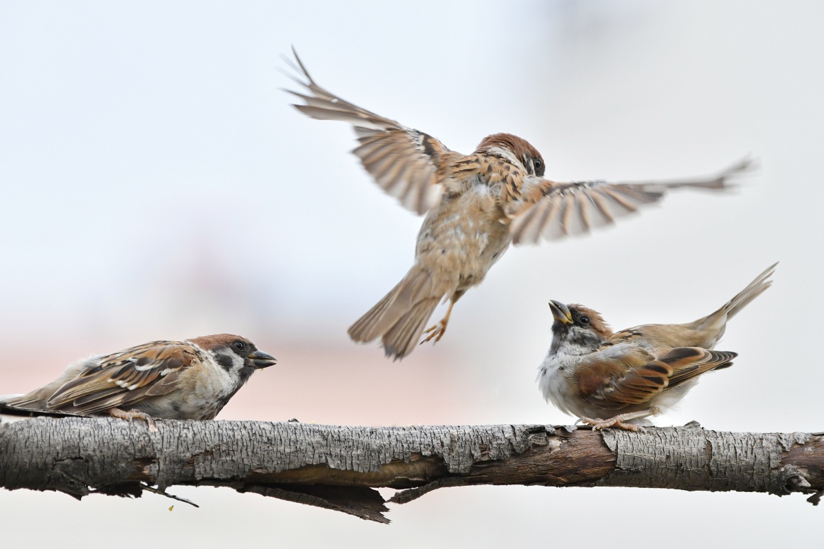 鸟类摄影树麻雀麻雀嬉戏打斗系列二