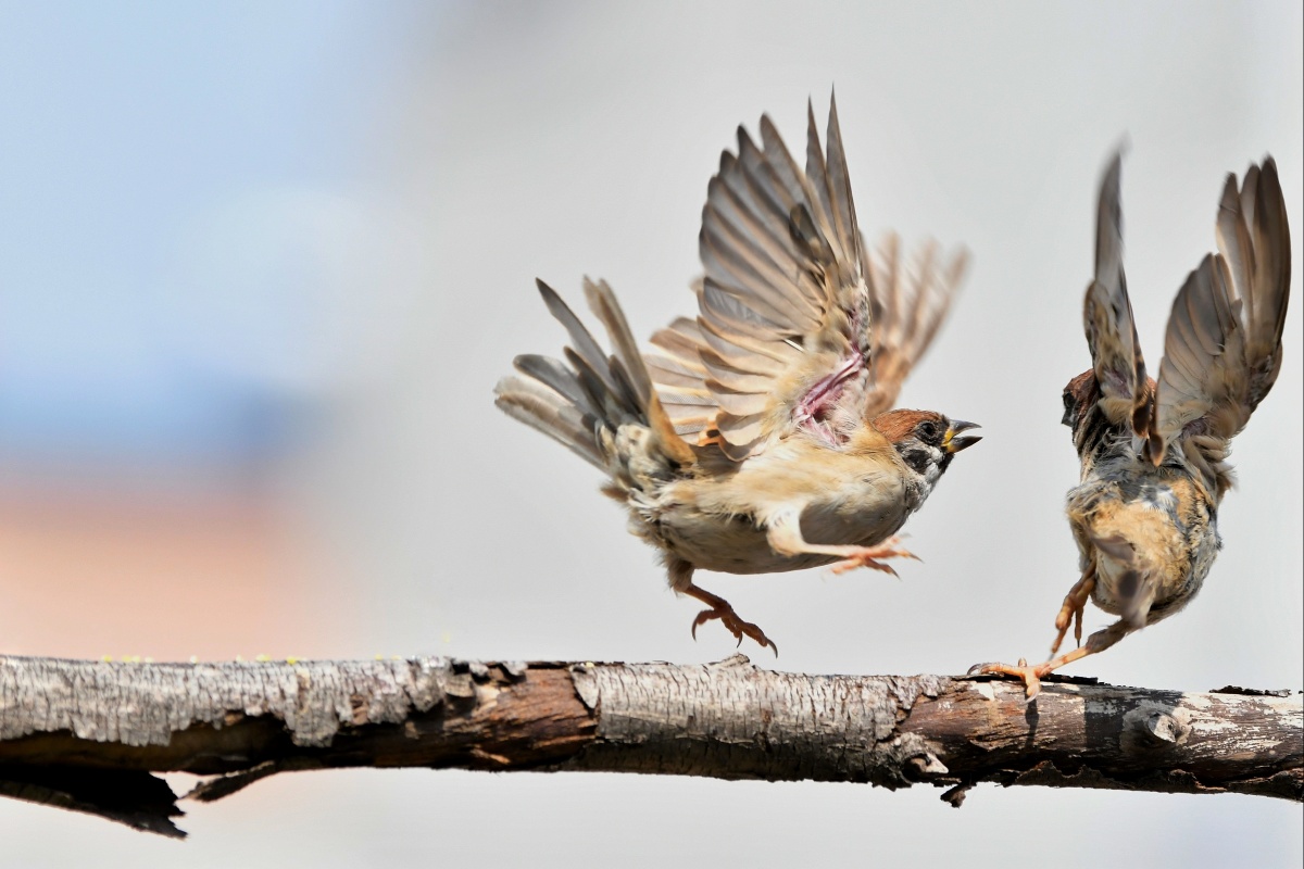 鸟类摄影树麻雀麻雀嬉戏打斗系列二
