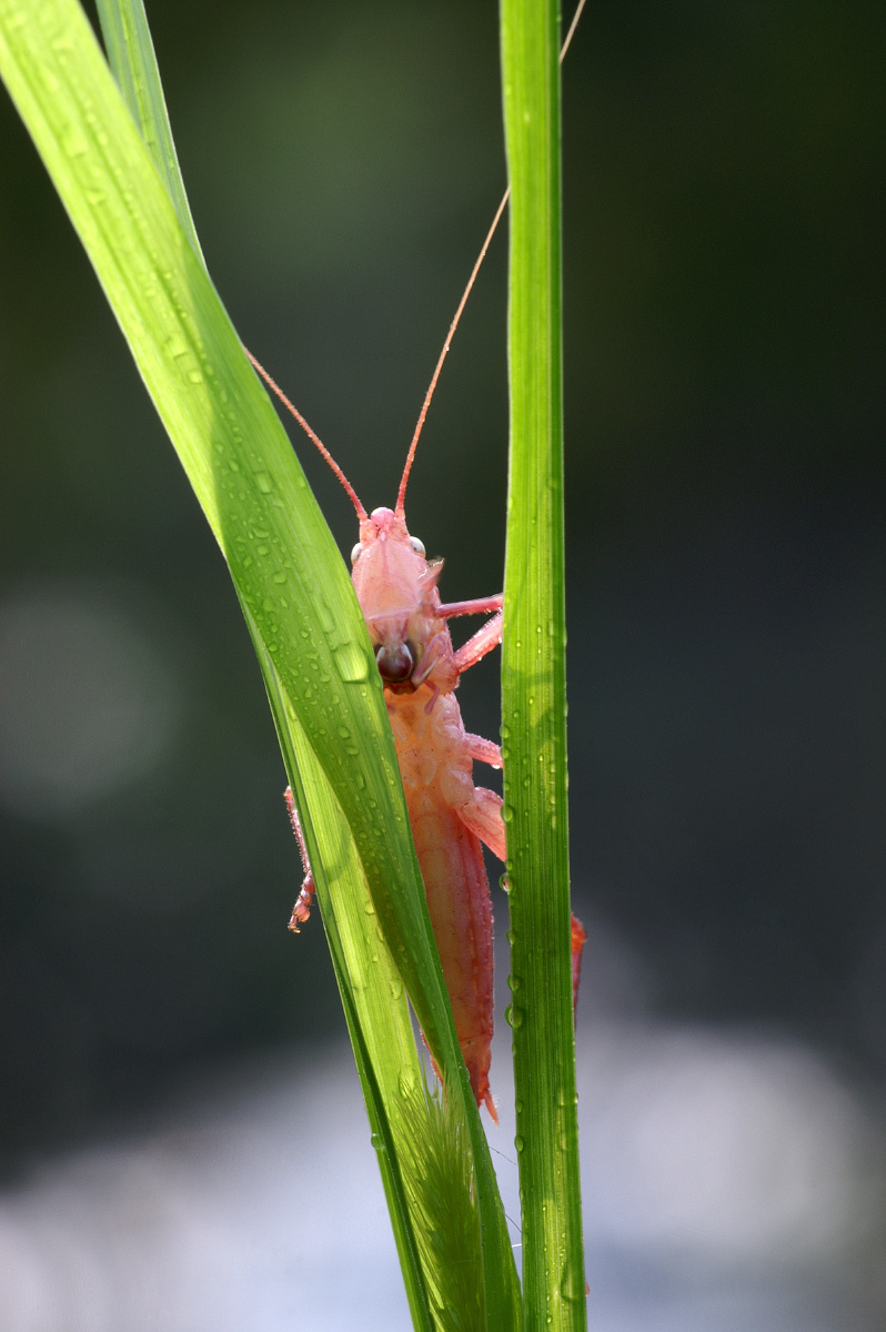 蝗虫也养眼蝗虫虽然是害虫却往往成为微距摄影的主角蝗虫的种类繁多有