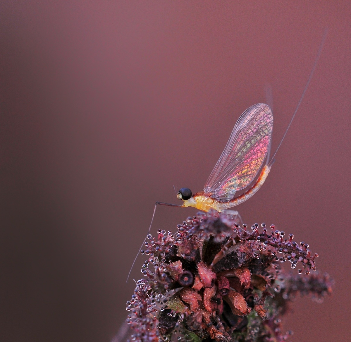 精灵蜉蝣蜉蝣古老的有翅昆虫每年九十月浮出水面的成虫不吃不喝只为